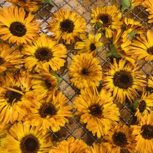 Herbal Tincture Workshop- January 24